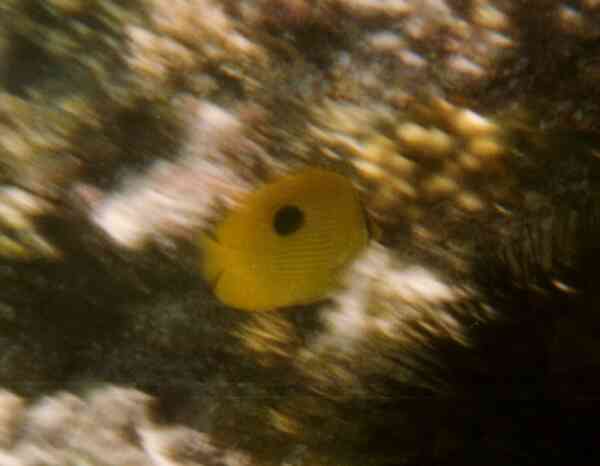 Butterflyfish - Zanzibar Butterflyfish