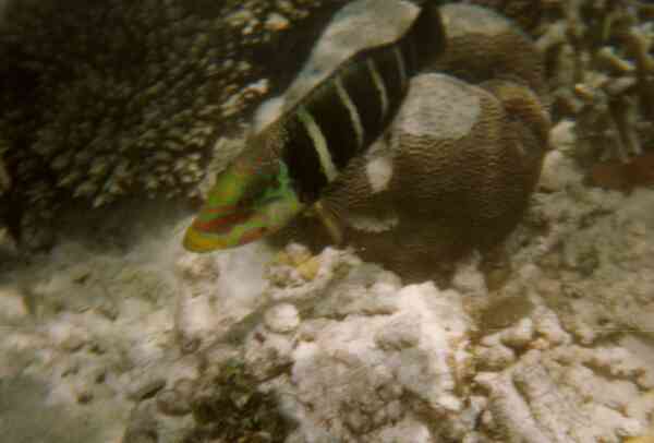 Wrasse - Barred Thicklip Wrasse