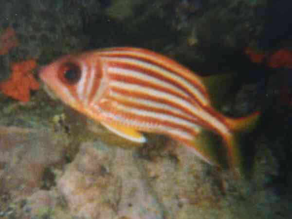 Squirrelfish - Seychelles Squirrelfish