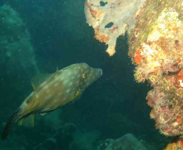 Filefish - Whitespotted Filefish