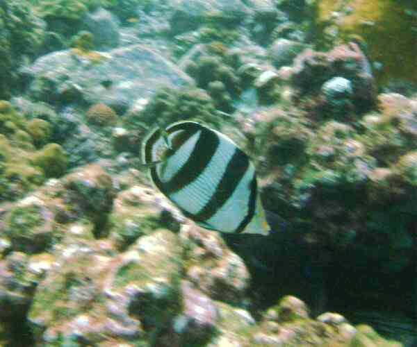 Butterflyfish - Banded Butterflyfish