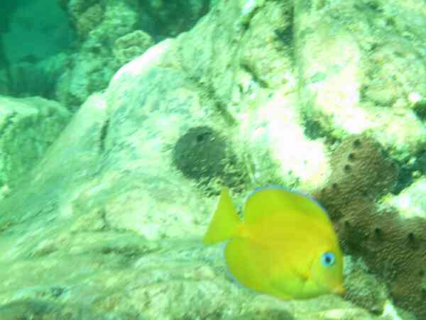 Surgeonfish - Blue Tang