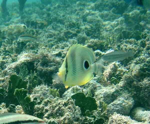 Butterflyfish - Foureye Butterflyfish