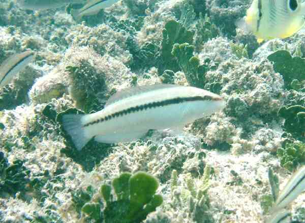 Wrasse - Slippery Dick