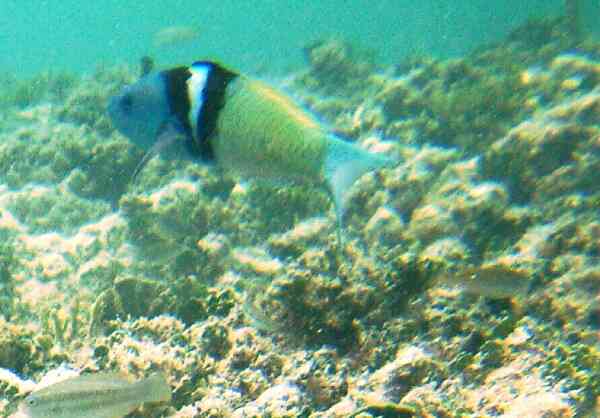 Wrasse - Bluehead Wrasse