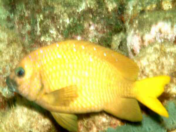 Damselfish - Yellowtail Damselfish