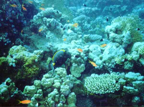 Surgeonfish - Elegant Unicornfish Surgeonfish - Elegant Unicornfish