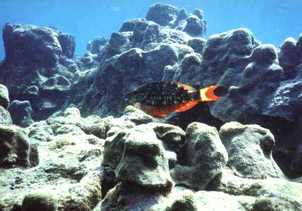 Parrotfish - Stoplight Parrotfish Parrotfish - Stoplight Parrotfish