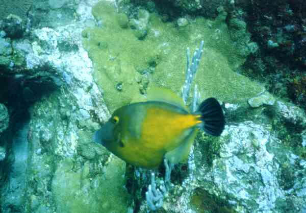 Filefish - Whitespotted Filefish