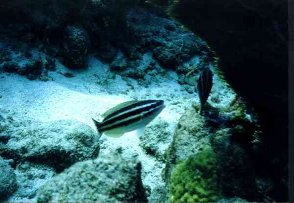 Parrotfish - Striped Parrotfish Parrotfish - Striped Parrotfish