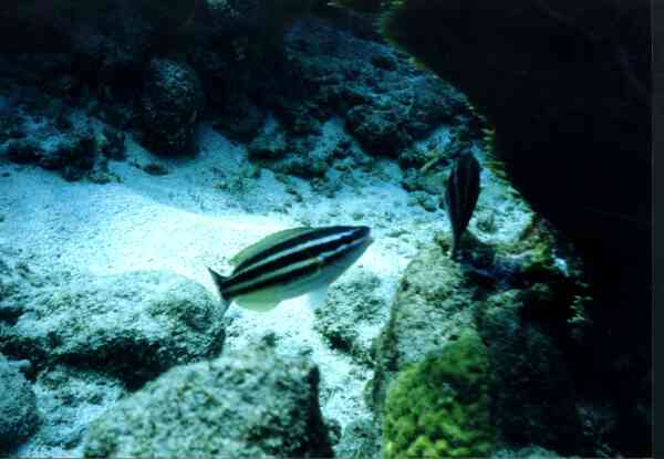 Parrotfish - Striped Parrotfish