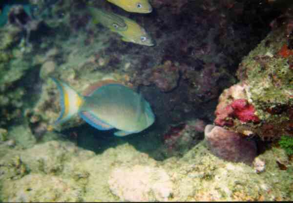 Parrotfish - Stoplight Parrotfish Parrotfish - Stoplight Parrotfish