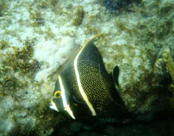 Angelfish - French Angelfish