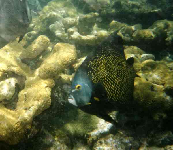 Angelfish - French Angelfish