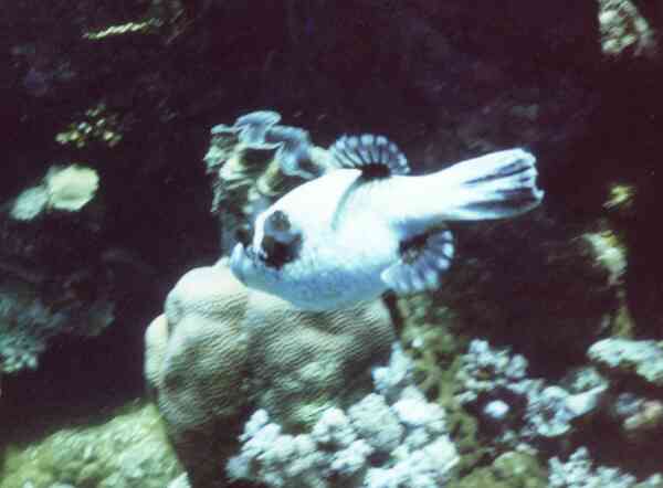 Pufferfish - Masked Puffer Pufferfish - Masked Puffer