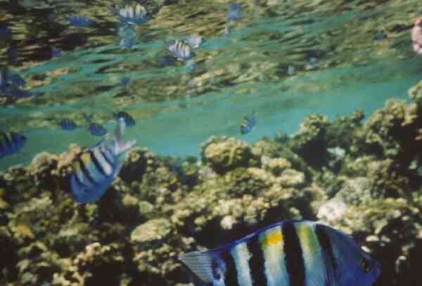 Damselfish - Indo-Pacific Sergeant