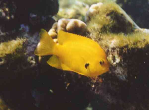 Damselfish - Sulphur Damselfish