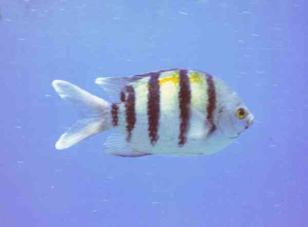 Damselfish - Indo-Pacific Sergeant