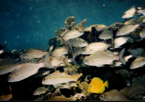 Surgeonfish - Blue Tang