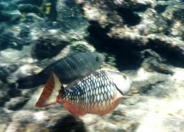 Parrotfish - Stoplight Parrotfish