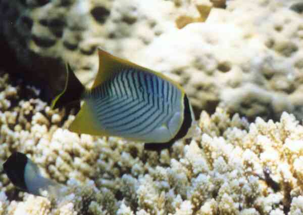 Butterflyfish - Chevroned Butterflyfish