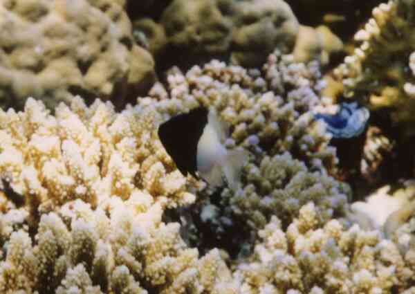 Damselfish - Twotone Chromis