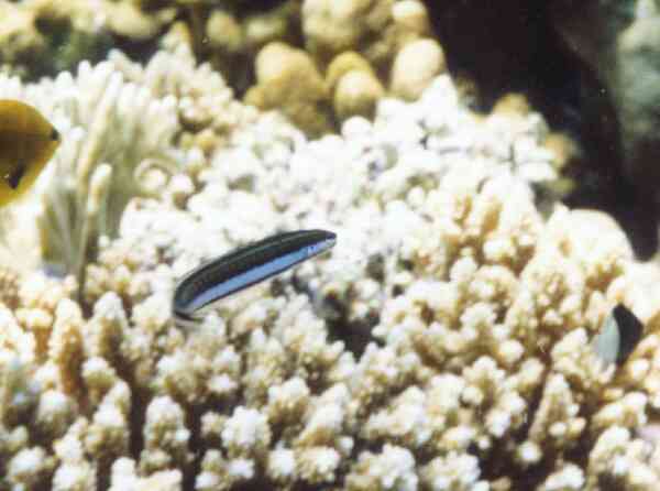 Blennies - Piano Fangblenny