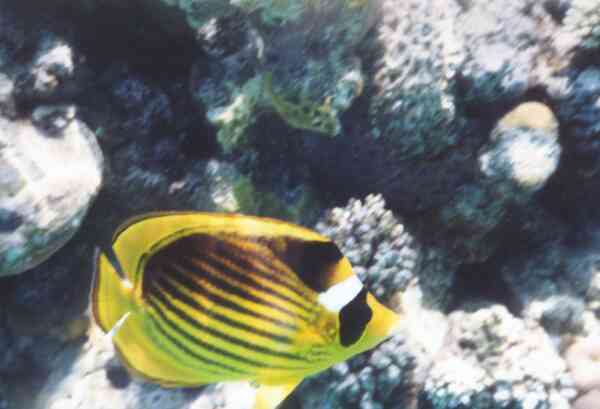 Butterflyfish - Striped Butterflyfish