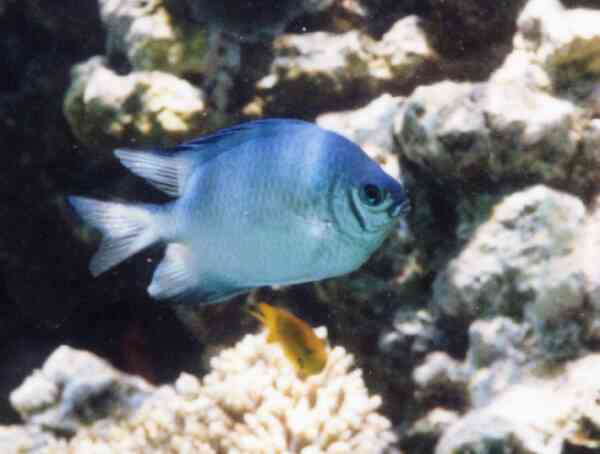Damselfish - Whitebelly Damselfish