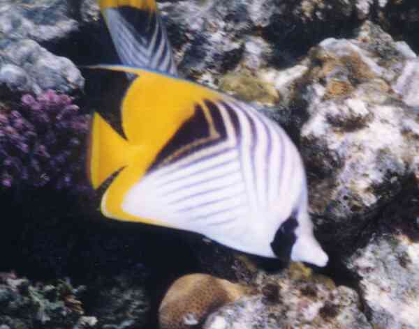 Butterflyfish - Threadfin Butterflyfish