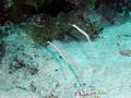 Pipefish - Network Pipefish - Corythoichthys flavofasciatus