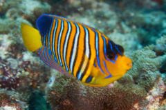 Angelfish - Royal Angelfish - Pygoplites diacanthus