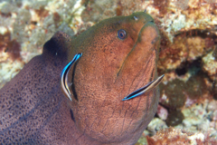 Moray - Giant Moray - Gymnothorax javanicus