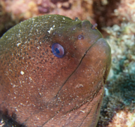 Moray - Giant Moray - Gymnothorax javanicus