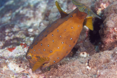 Trunkfish - Yellow Boxfish - Ostracion cubicus