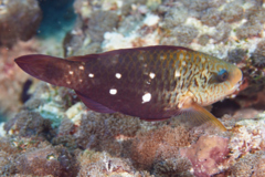 Parrotfish - Bullethead parrotfish - Chlorurus sordidus