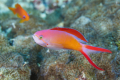 Basslets - Flame Basslet - Pseudanthias ignitis