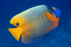 Angelfish - Blue-faced Angelfish - Pomacanthus xanthometopon