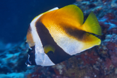 Butterflyfish - Masked Bannerfish - Heniochus monoceros