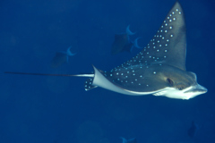 Stingrays - Spotted Eagle Ray - Aetobatus narinari