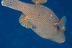 Pufferfish - Guineafowl Puffer - Arothron meleagris