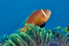 Damselfish - Maldives Anemonefish - Amphiprion nigripes