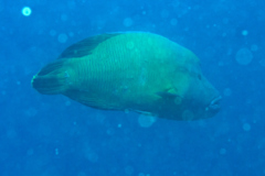 Wrasse - Humphead Wrasse - Cheilinus undulatus