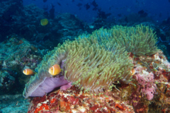 Damselfish - Maldives Anemonefish - Amphiprion nigripes