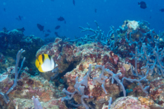 Butterflyfish - Saddled Butterflyfish - Chaetodon ephippium