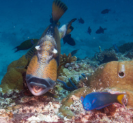 Triggerfish - Titan Triggerfish - Balistoides viridescens