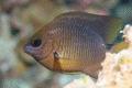 Damselfish - Threespot Damselfish - Stegastes planifrons