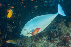 Surgeonfish - Sleek Unicornfish - Naso hexacanthus