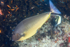 Surgeonfish - Sleek Unicornfish - Naso hexacanthus