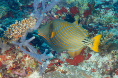 Triggerfish - Orange-striped Triggerfish - Balistapus undulatus